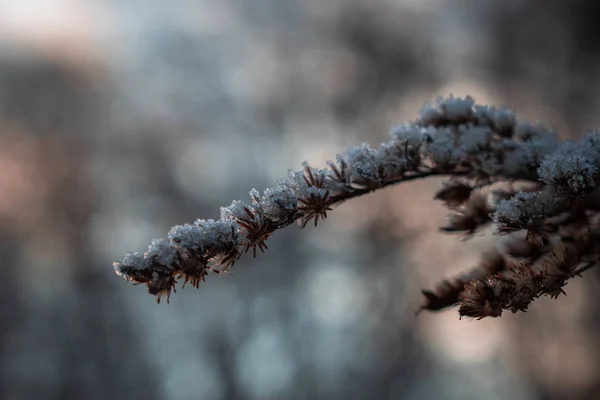 Schnee Auf Den Zweigen Einer Pflanze — Stockfoto