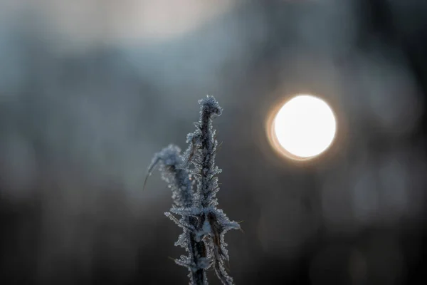 Schneebedeckte Zweige Auf Einem Feld Gegen Die Sonne — Stockfoto