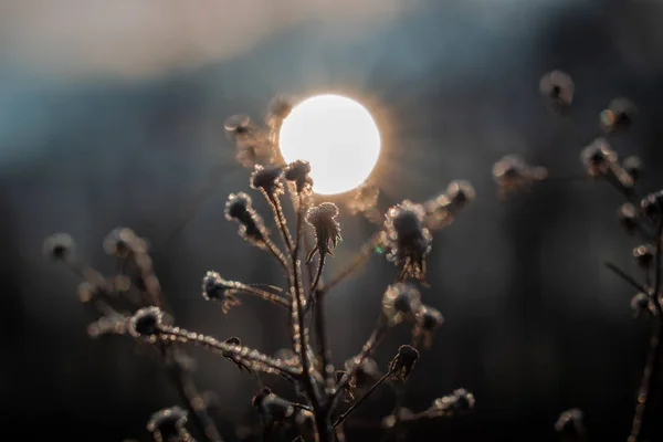 Frost Frühen Morgen Pflanzen — Stockfoto