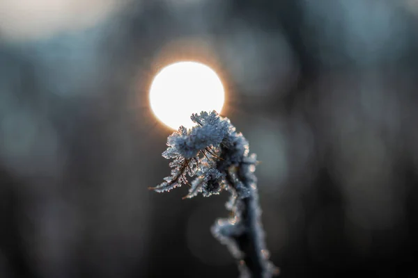 Morgenfrost Auf Einer Getrockneten Pflanze — Stockfoto