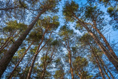 pine forest under the blue sky