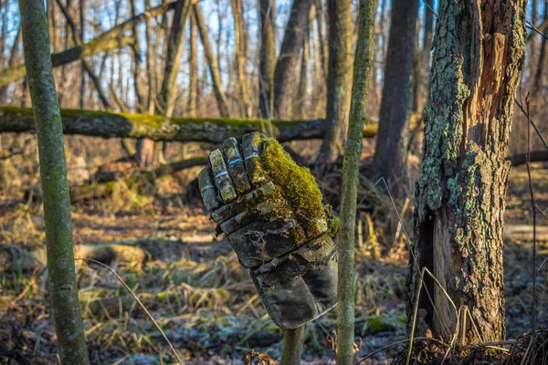 Hoki Kesztyű Elfelejtett Erdőben — Stock Fotó
