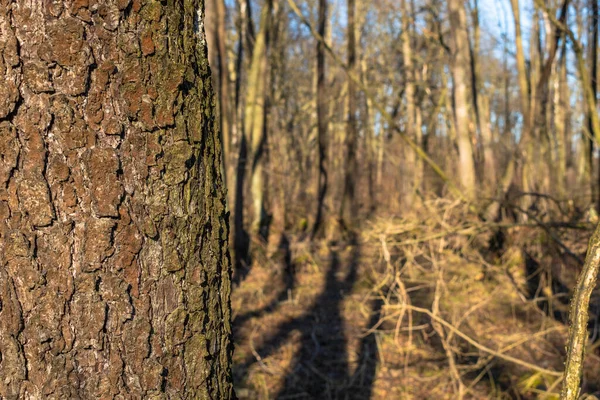 Baumstamm Auf Dem Hintergrund Des Alten Sumpfes — Stockfoto