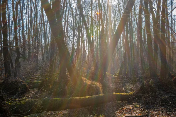 Die Strahlen Der Sonne Durchdringen Die Bäume — Stockfoto