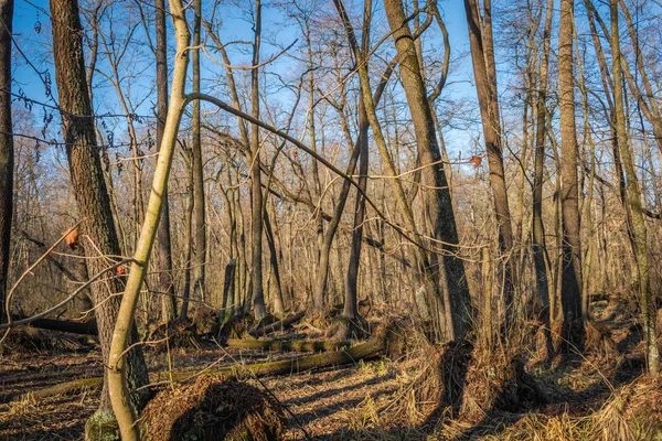 Alter Trockener Sumpf Wald — Stockfoto