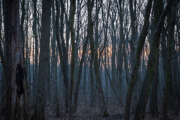 Forêt Printanière Contre Ciel Soir — Photo