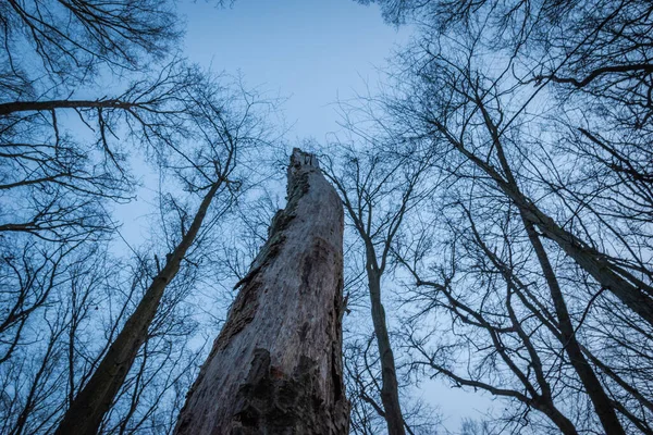 종려나무 줄기와 하늘이 있노라 — 스톡 사진