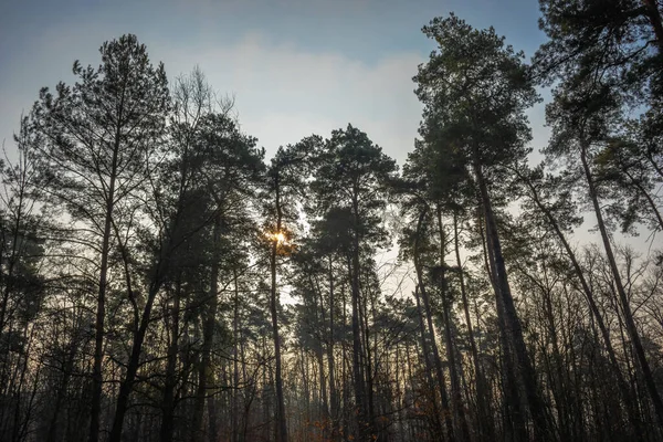 Çam Ormanının Üzerinde Şafak — Stok fotoğraf
