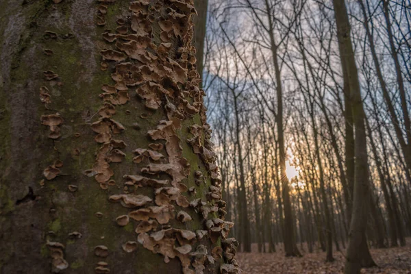 Wood Mushrooms Hornbeam Bark — Stock Photo, Image