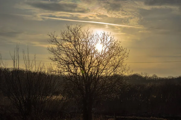 Strom Pozadí Západu Slunce Nad Lesem — Stock fotografie