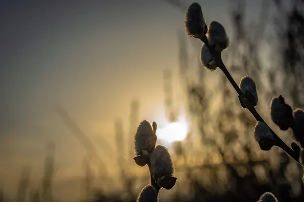 Rami Salice Sfondo Tramonto — Foto Stock