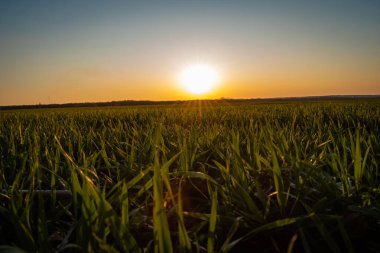Gün batımında genç buğday tarlası