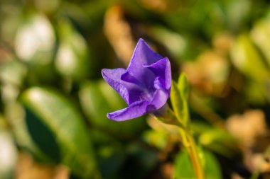 Unutma beni çiçekleri çayırda açar.