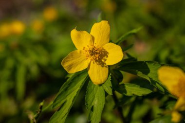 Bahçedeki sarı çiçek