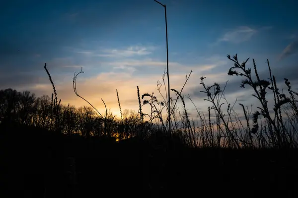 Sonnenuntergang Durch Das Gras Auf Dem Feld — Stockfoto