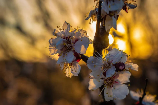 apple tree flowers at sunset background