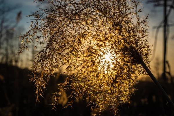 Die Sonne Durch Trockenes Gras Bei Sonnenuntergang — Stockfoto