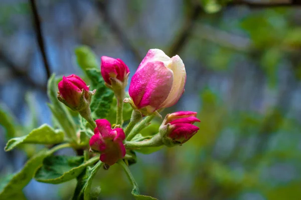 Flores Manzano Rosa Contra Cielo — Foto de Stock