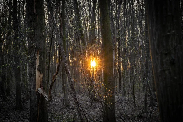 Sonne Scheint Durch Den Wald — Stockfoto