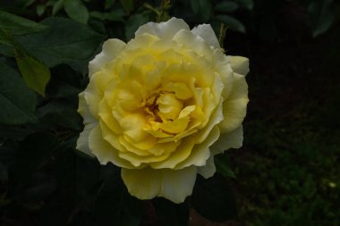 Yeşil arkaplanda yaprakları olan tek gül.