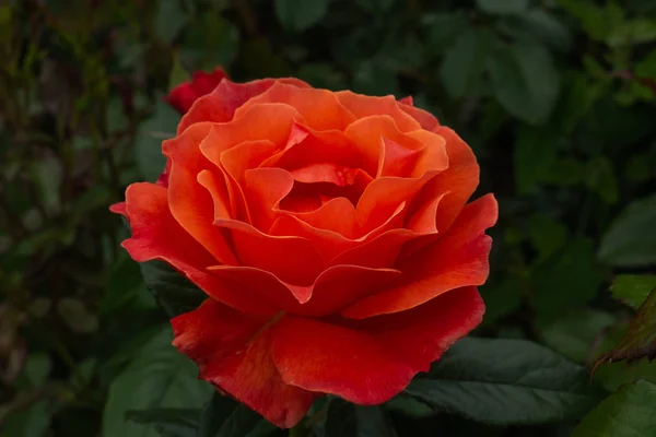 Single rose isolated with leaves on green background. — Stock Photo, Image