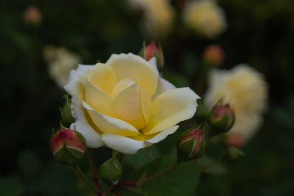 Pojedyncza róża izolowana z liśćmi na zielonym tle. — Zdjęcie stockowe