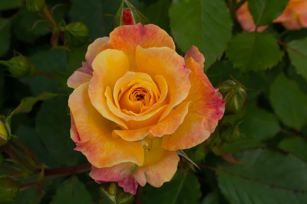 Einzelne Rose isoliert mit Blättern auf grünem Hintergrund. — Stockfoto