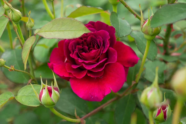 Rose isolée avec des feuilles sur fond vert . — Photo