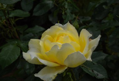 Yeşil arkaplanda yaprakları olan tek gül.