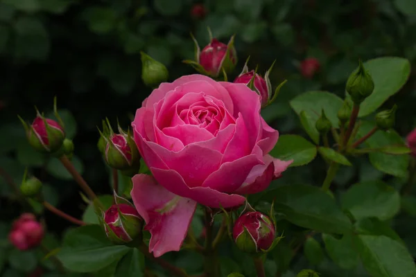 Einzelne Rose isoliert mit Blättern auf grünem Hintergrund. — Stockfoto