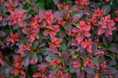 Doğal arka planda çiğ taneleri olan koyu kırmızı bir bitki.