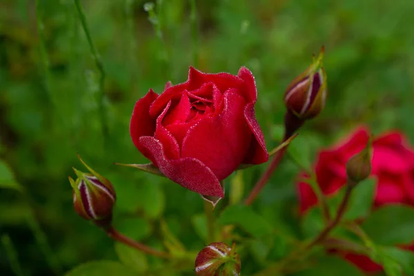 Único rosa vermelha com botão no fundo verde natural. Foto de alta qualidade . — Fotografia de Stock
