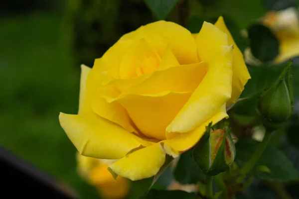 单瓣的黄色玫瑰,绿色背景上有钮扣. 高质量的照片. — 图库照片