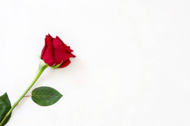 Beyaz arkaplanda izole kırmızı güller