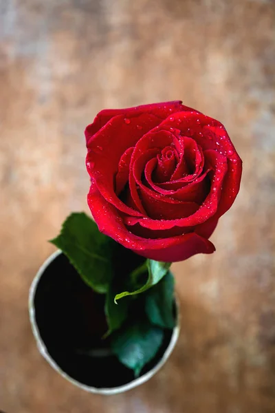 Κόκκινο τριαντάφυλλο στο σκουριασμένο φόντο. Ημέρα του Αγίου Βαλεντίνου αγάπη έννοια. Copyspace. — Φωτογραφία Αρχείου