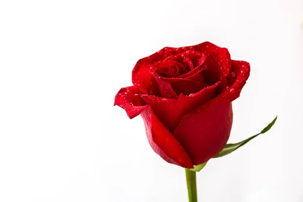 赤いバラは、白い背景で隔離。愛の概念のバレンタインの日。Copyspace. — ストック写真