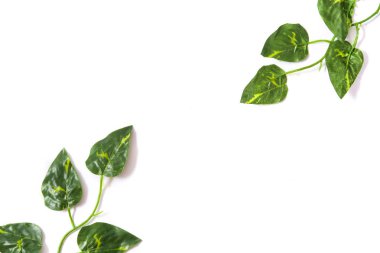 Tropikal yeşil beyaz zemin üzerine bırakır. Üstten Görünüm.