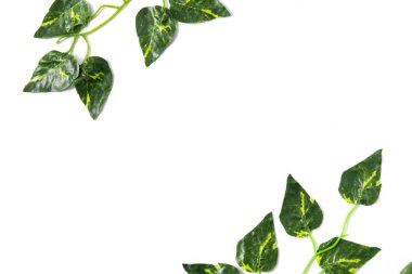 Tropikal yeşil beyaz zemin üzerine bırakır. Üstten Görünüm.