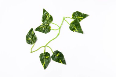 Tropikal yeşil beyaz zemin üzerine bırakır. Üstten Görünüm.