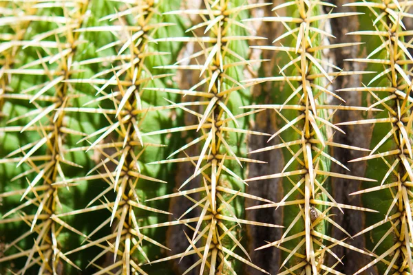 Kerek Kaktusz Textúra Háttér — Stock Fotó