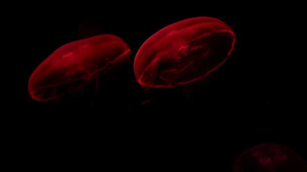 Medusas Luminiscentes Rojas Nadando Océano Profundo Oscuro Vida Silvestre Submarina — Vídeos de Stock
