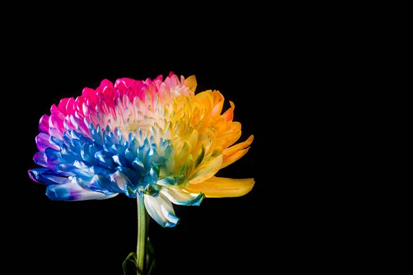 Flor Multicolorida Sobre Fundo Preto Espaço Cópia — Fotografia de Stock