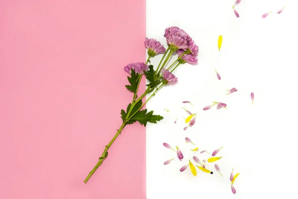 Paarse Chrysant Bloemblaadjes Roze Witte Achtergrond — Stockfoto