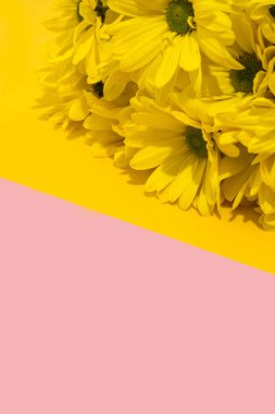 Sarı ve pembe arka planda sarı kasımpatı buketi. Boşluğu kopyala