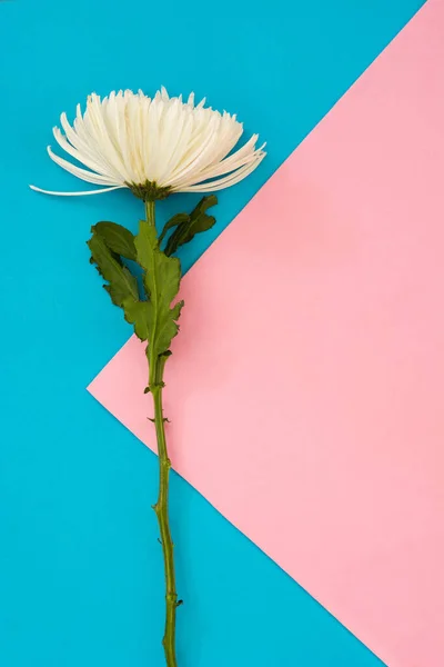 Witte Chrysant Bloem Roze Blauwe Achtergrond Kopieerruimte — Stockfoto