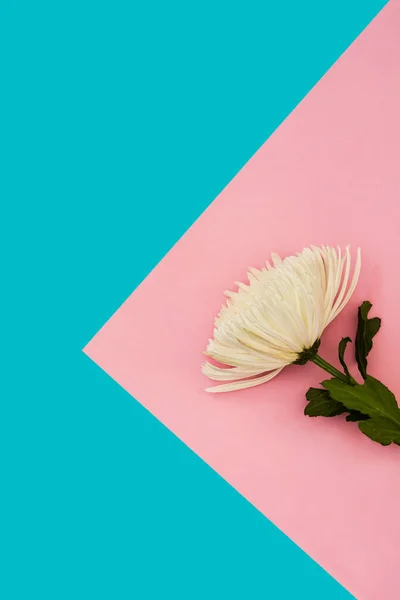 Белый Цветок Хризантемы Розовом Голубом Фоне Копирование Пространства — стоковое фото