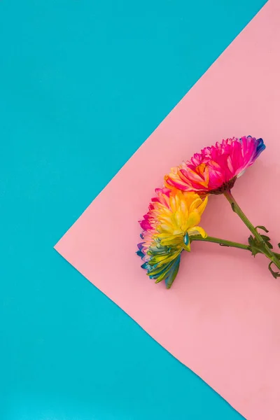 Красочный Цветок Хризантемы Розовом Голубом Фоне Копирование Пространства — стоковое фото