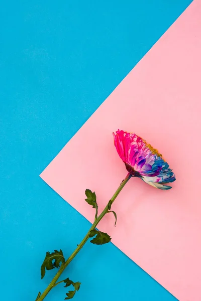 Красочный Цветок Хризантемы Розовом Голубом Фоне Копирование Пространства — стоковое фото