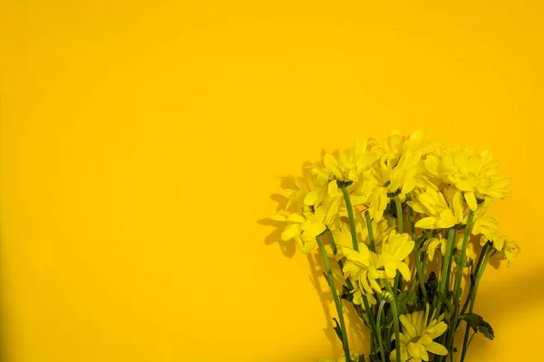 Boeket Gele chrysant — Stockfoto