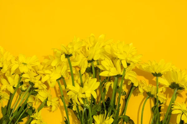 Boeket Gele chrysant — Stockfoto